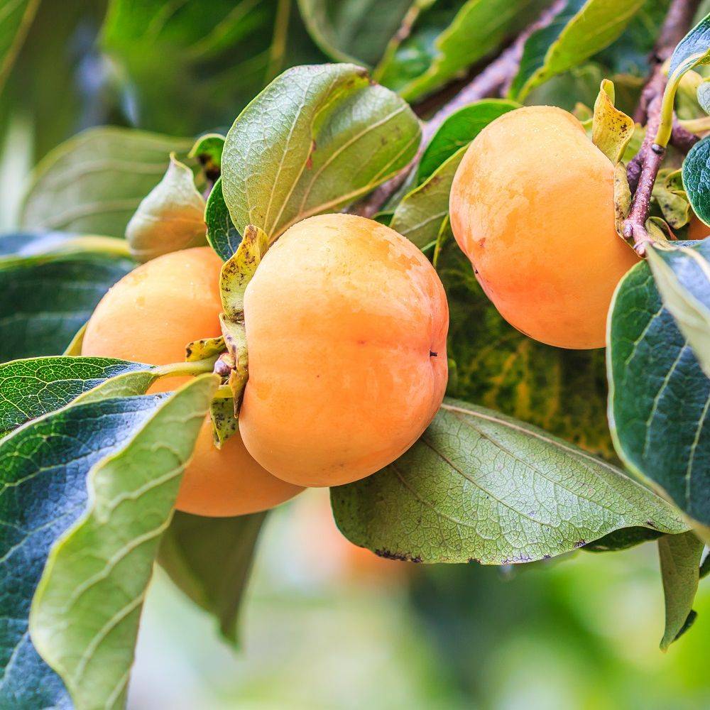 Kaki pomme 'Fuyu' : taille demi-tige, pot de 12 L - Image 2