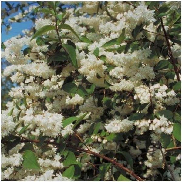 Deutzia 'Pride of rochester'