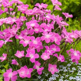 Oeillet Kahori Pink®