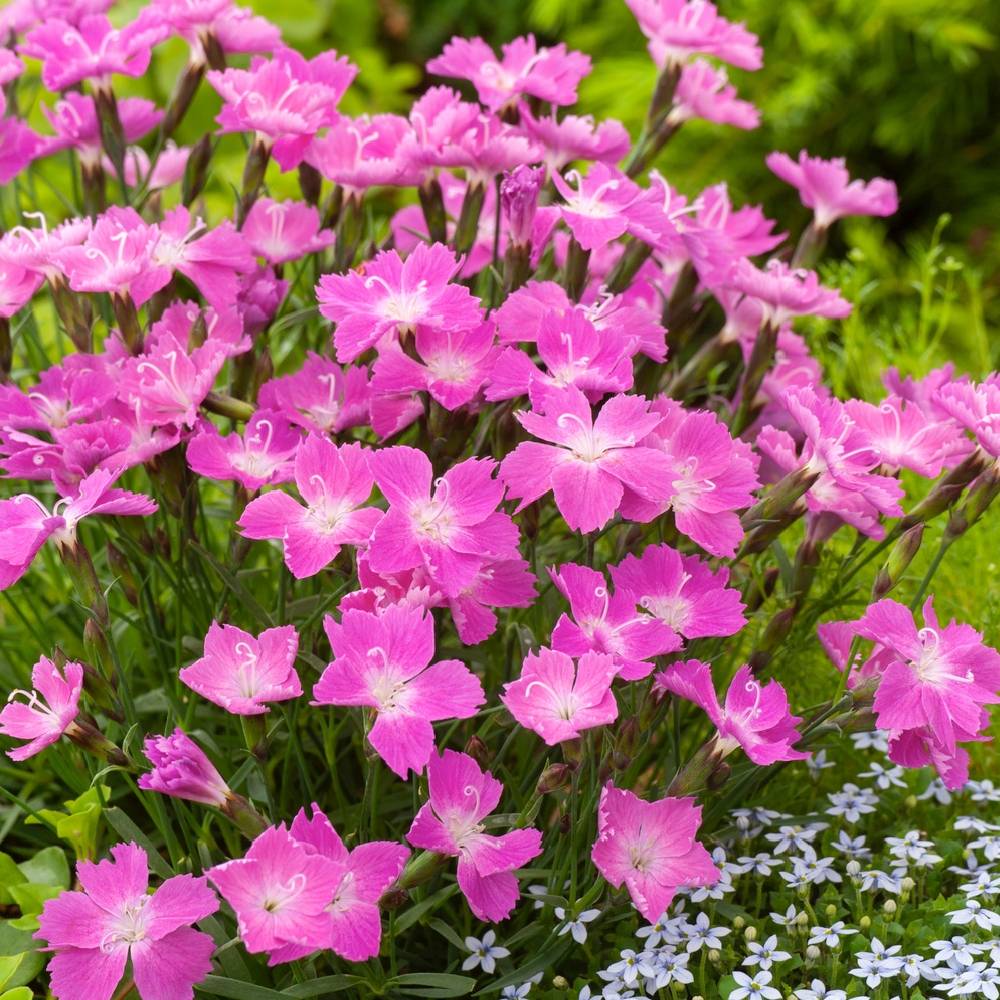 Oeillet Kahori Pink® - Image 1