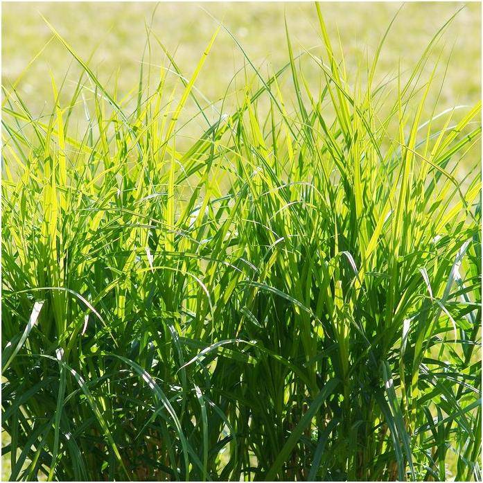 Carex muskingumensis lot de 3