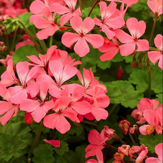 Géranium Caliente saumon lot de 3