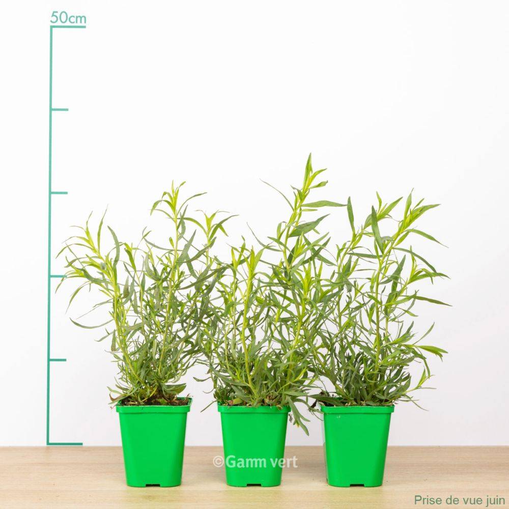 Estragon vivace lot de 3 - Image 2