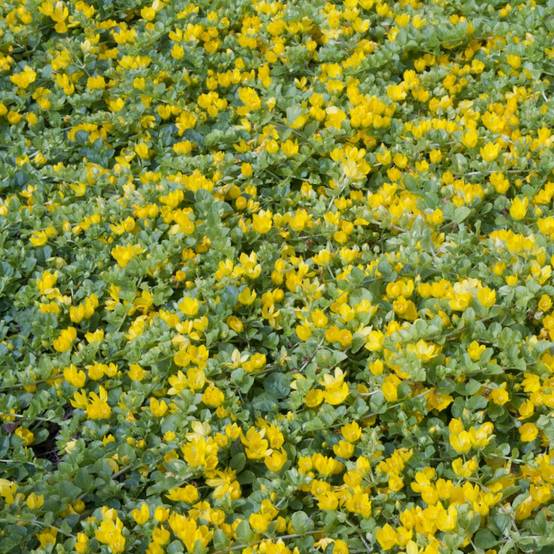 LYSIMACHIA nummularia en godet de 9 cm lot de 3
