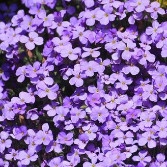 Aubrieta blue