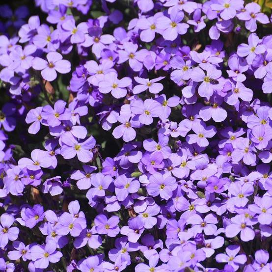 Aubrieta blue - Image 1