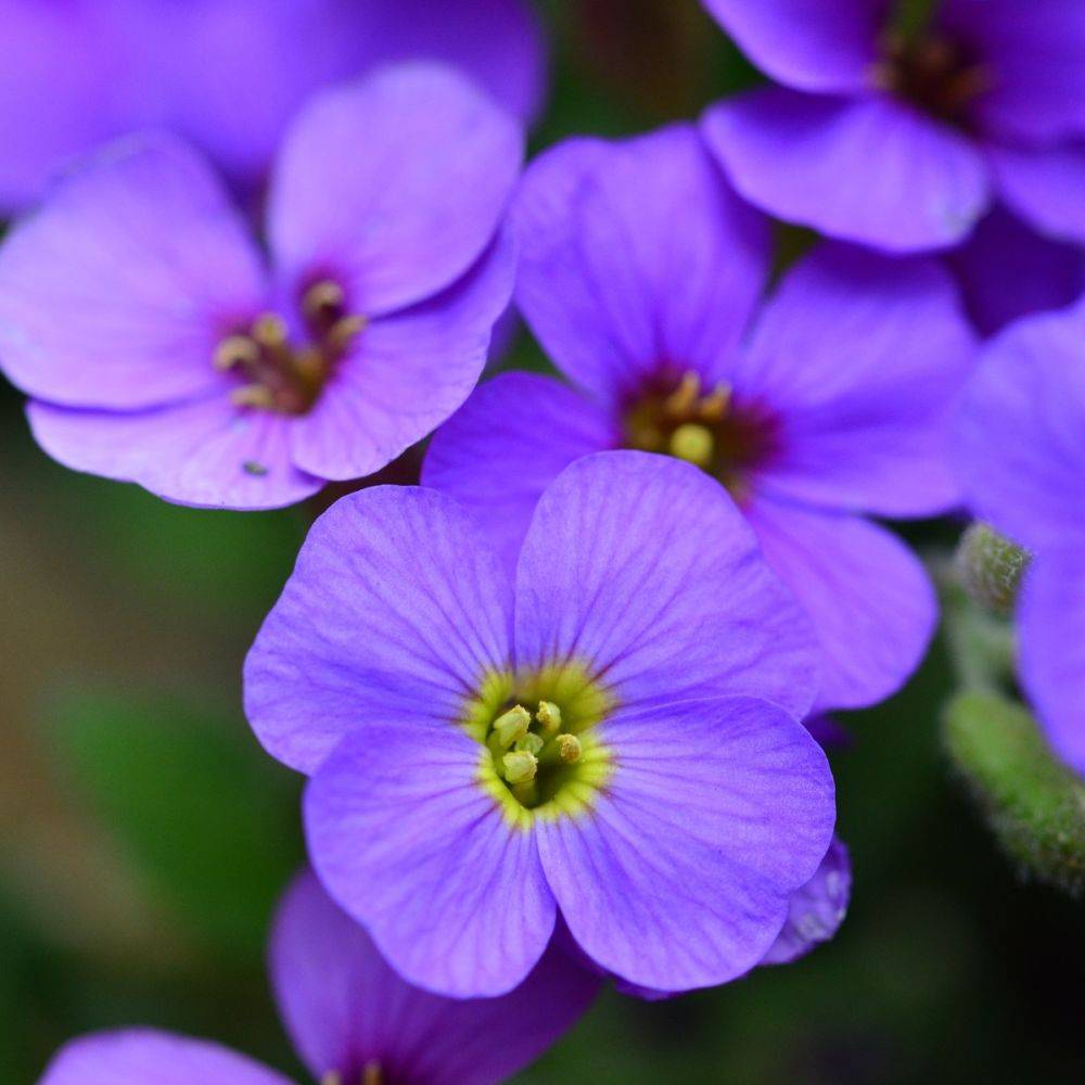 Aubrieta blue - Image 2