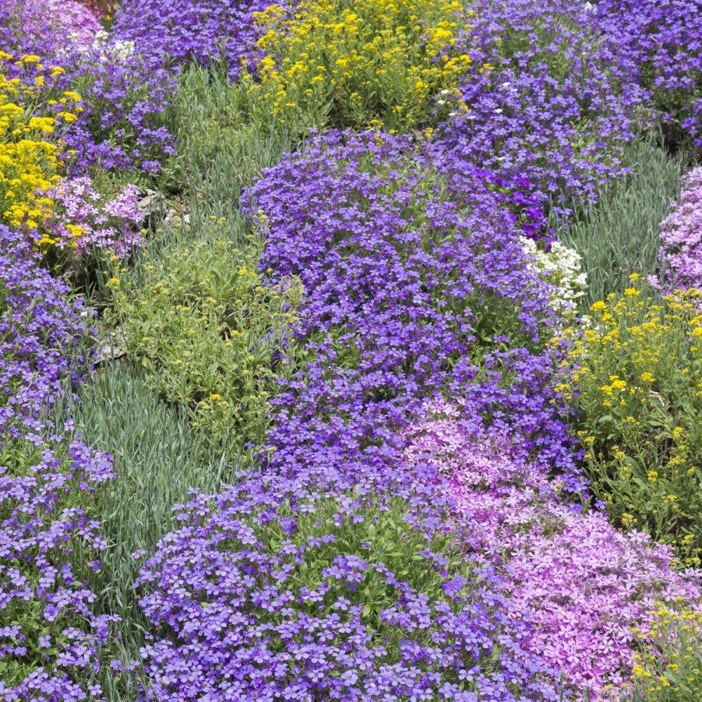 Aubrieta blue - Image 3
