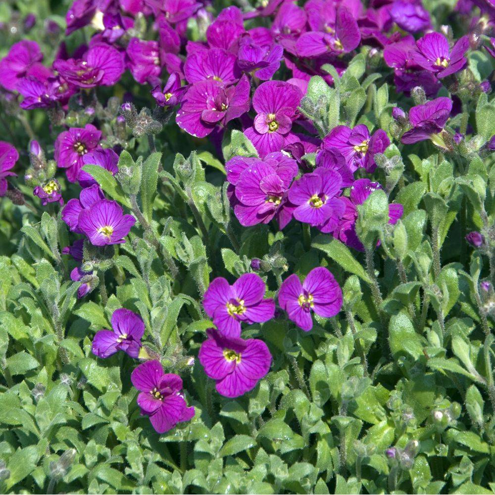 Aubrieta red - Image 2