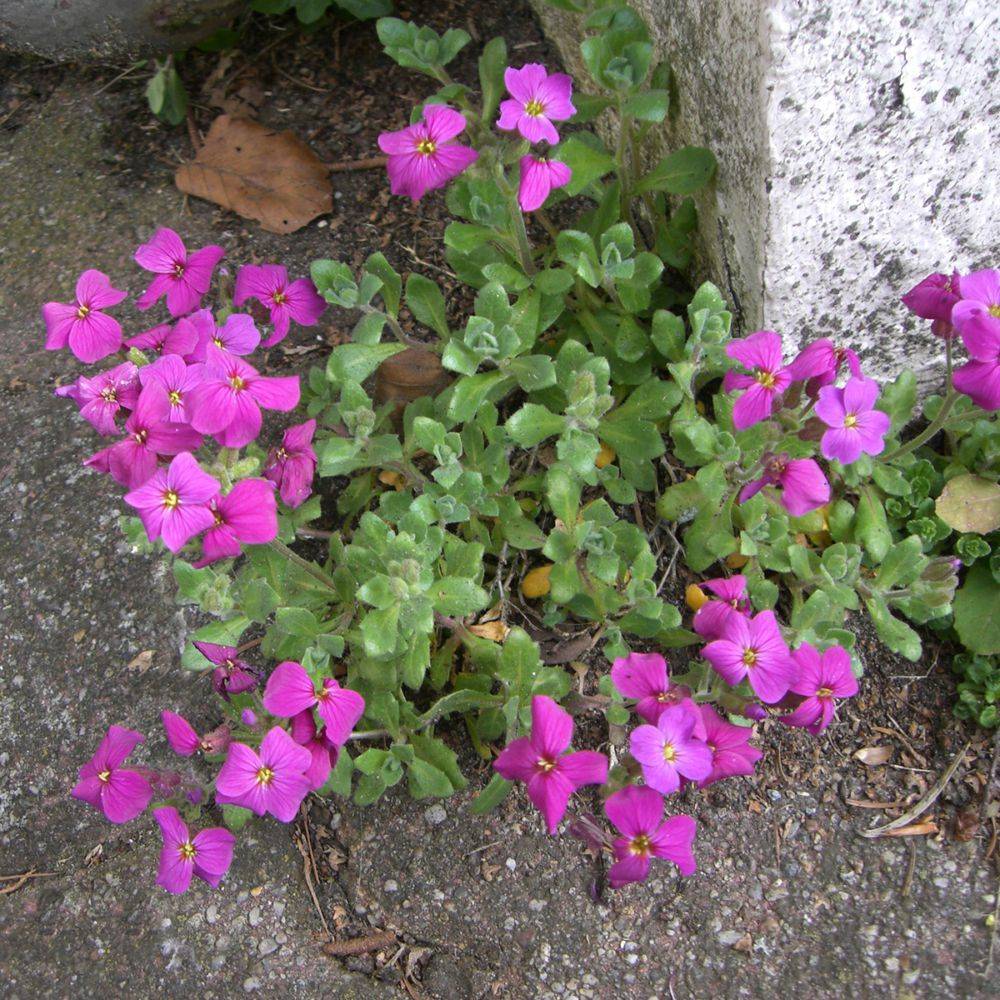 Aubrieta red - Image 1