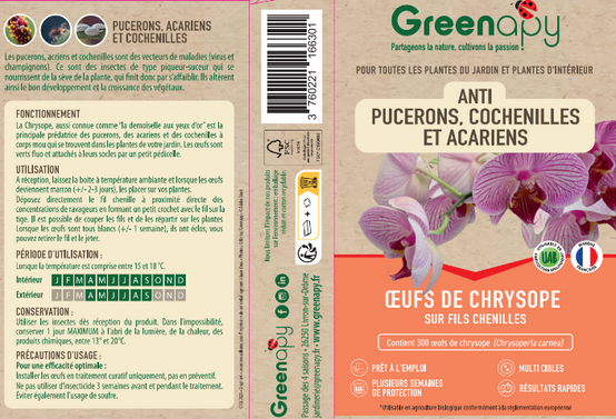 Greenapy - Chrysope Chrysoperla carnea 300 œufs - Greenapy - Image 1