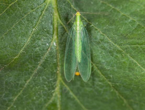 Greenapy - Chrysope Chrysoperla carnea 300 œufs - Greenapy - Image 6