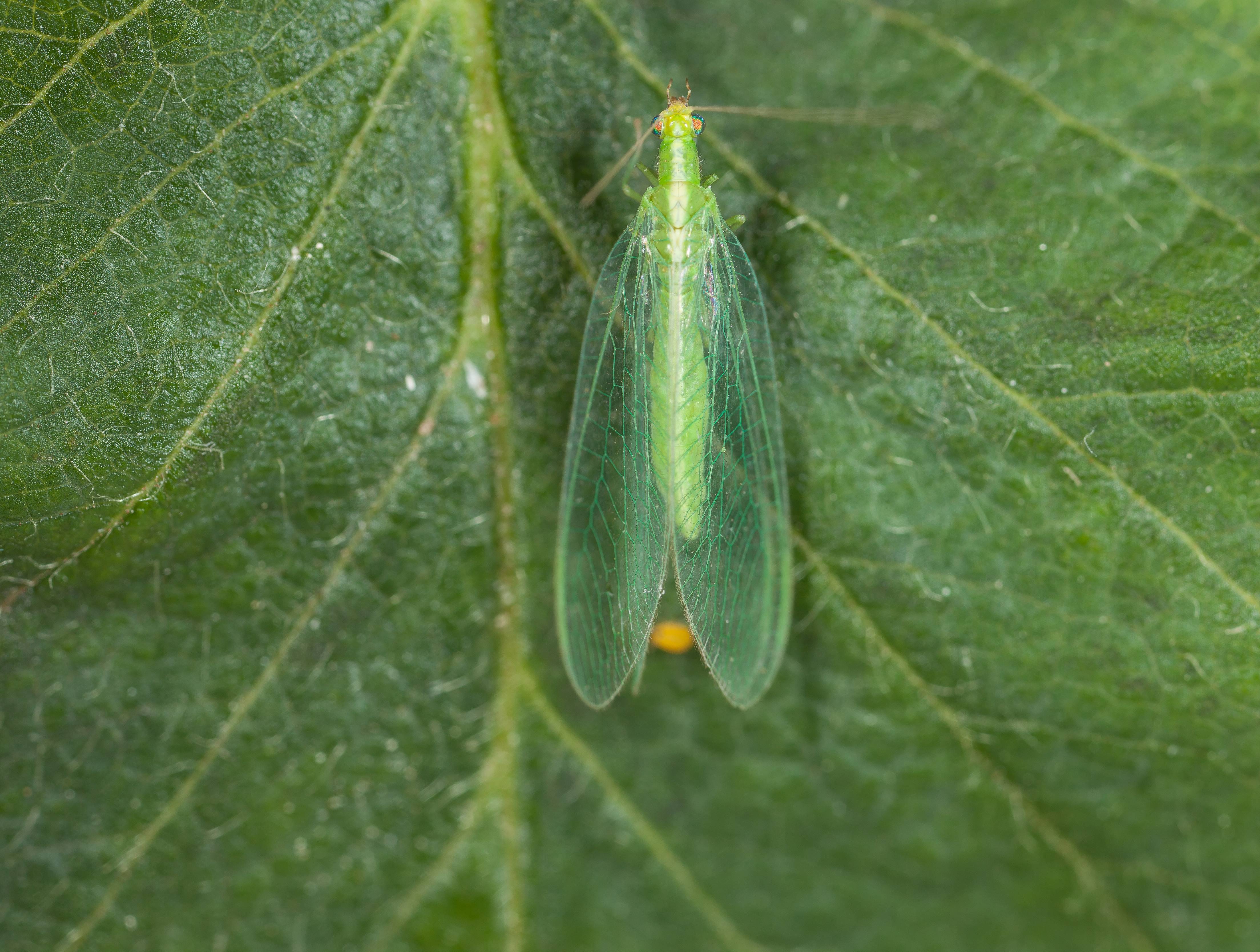 Greenapy - Chrysope Chrysoperla carnea 300 œufs - Greenapy - Image 6