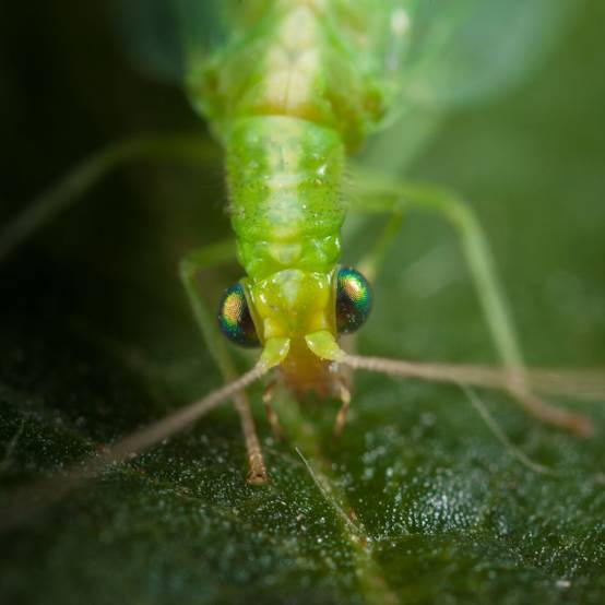 Greenapy - Chrysope Chrysoperla carnea 300 œufs - Greenapy - Image 5