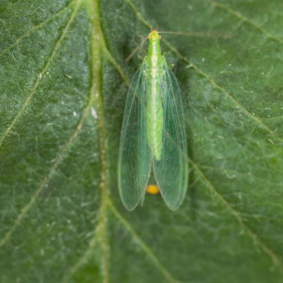 Greenapy - Chrysope Chrysoperla carnea 300 œufs - Greenapy - Image 7