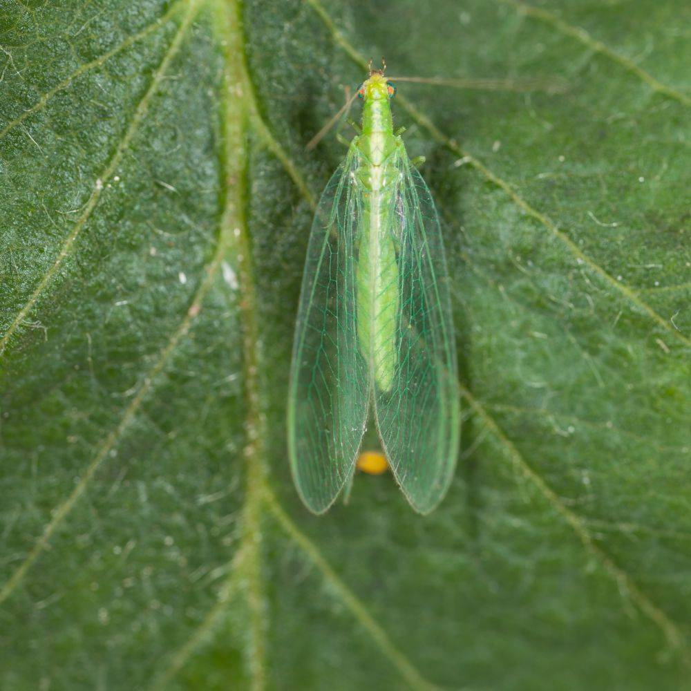 Greenapy - Chrysope Chrysoperla carnea 300 œufs - Greenapy - Image 7