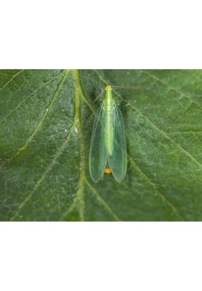 Greenapy - Chrysope Chrysoperla carnea 300 œufs - Greenapy - Image 8