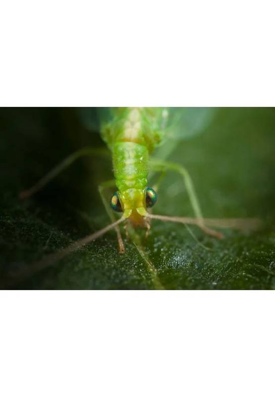 Greenapy - Chrysope Chrysoperla carnea 300 œufs - Greenapy - Image 9