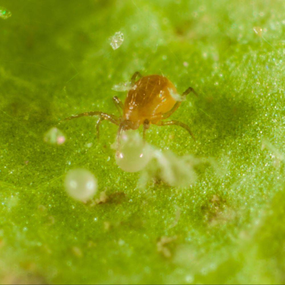 Greenapy - Acarien prédateur Phytoseiulus persimilis boîte de 500 - Greenapy - Image 3