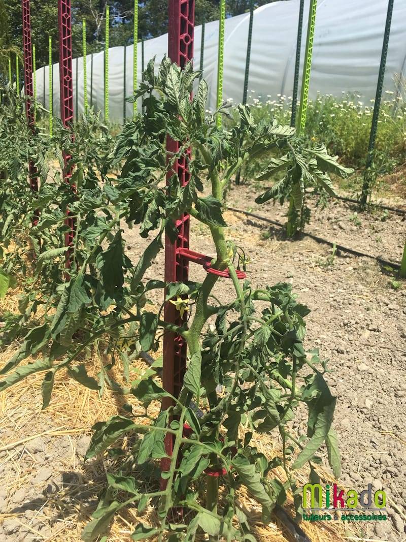 Tuteurs à tomate plastique rouge cerise – MV INDUSTRIE - Image 5