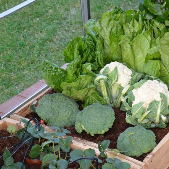 Canopia by Palram - Kit Irrigation Goutte à Goutte - CANOPIA - Image 6