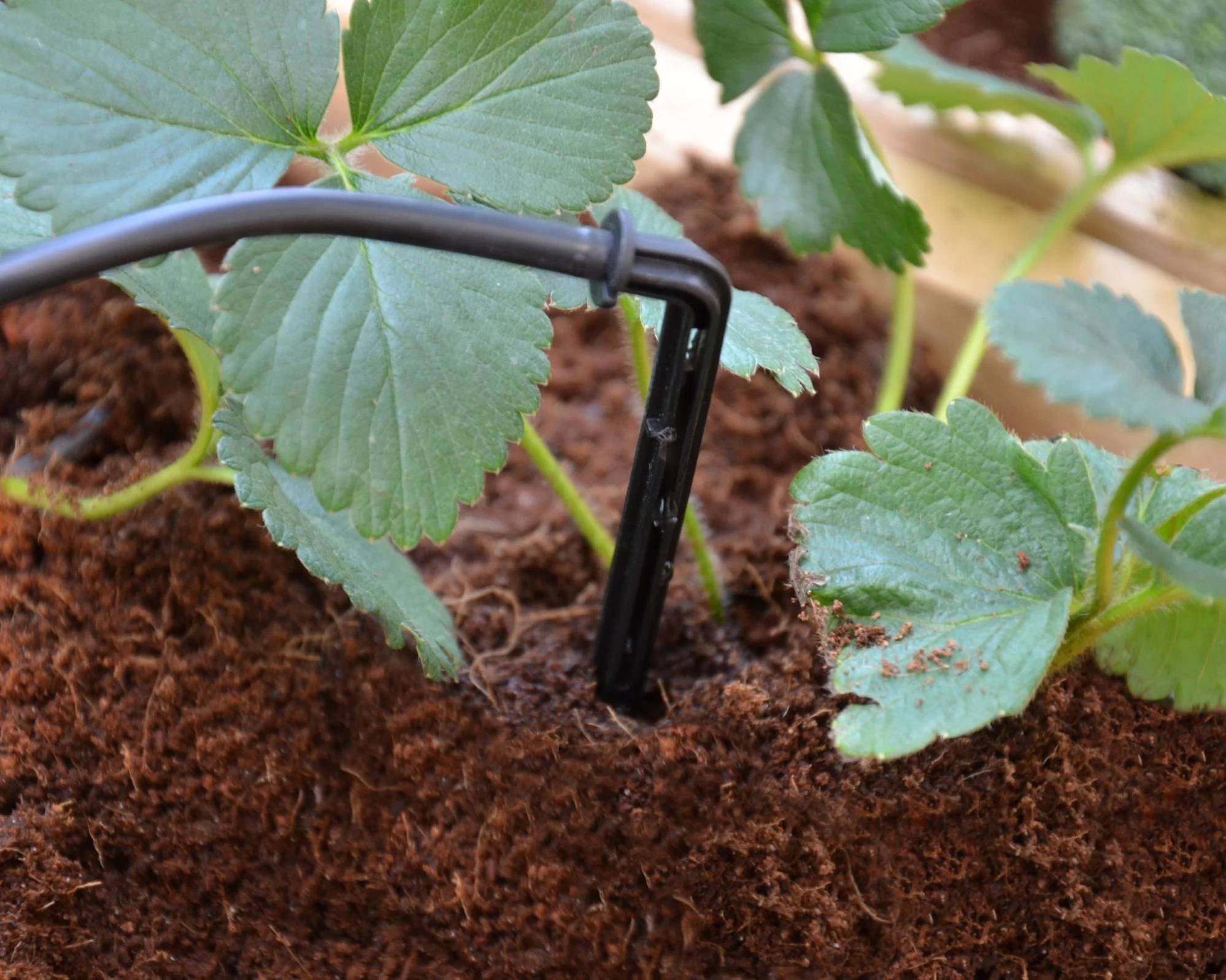 Canopia by Palram - Kit Irrigation Goutte à Goutte - CANOPIA - Image 8