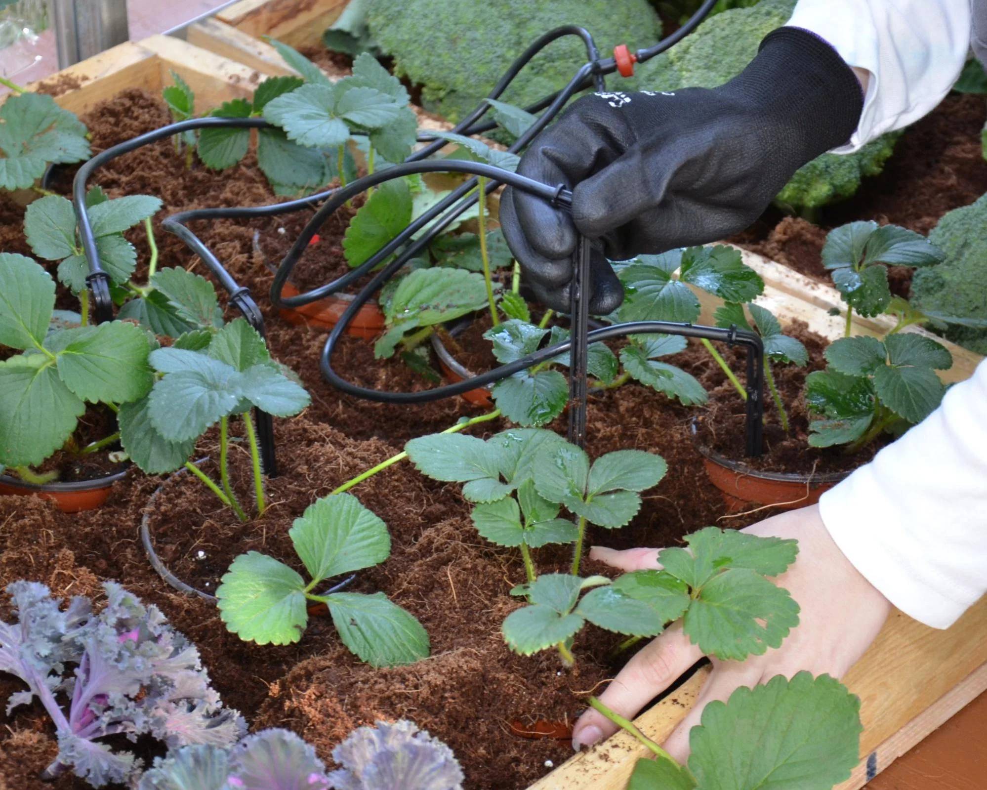 Canopia by Palram - Kit Irrigation Goutte à Goutte - CANOPIA - Image 10