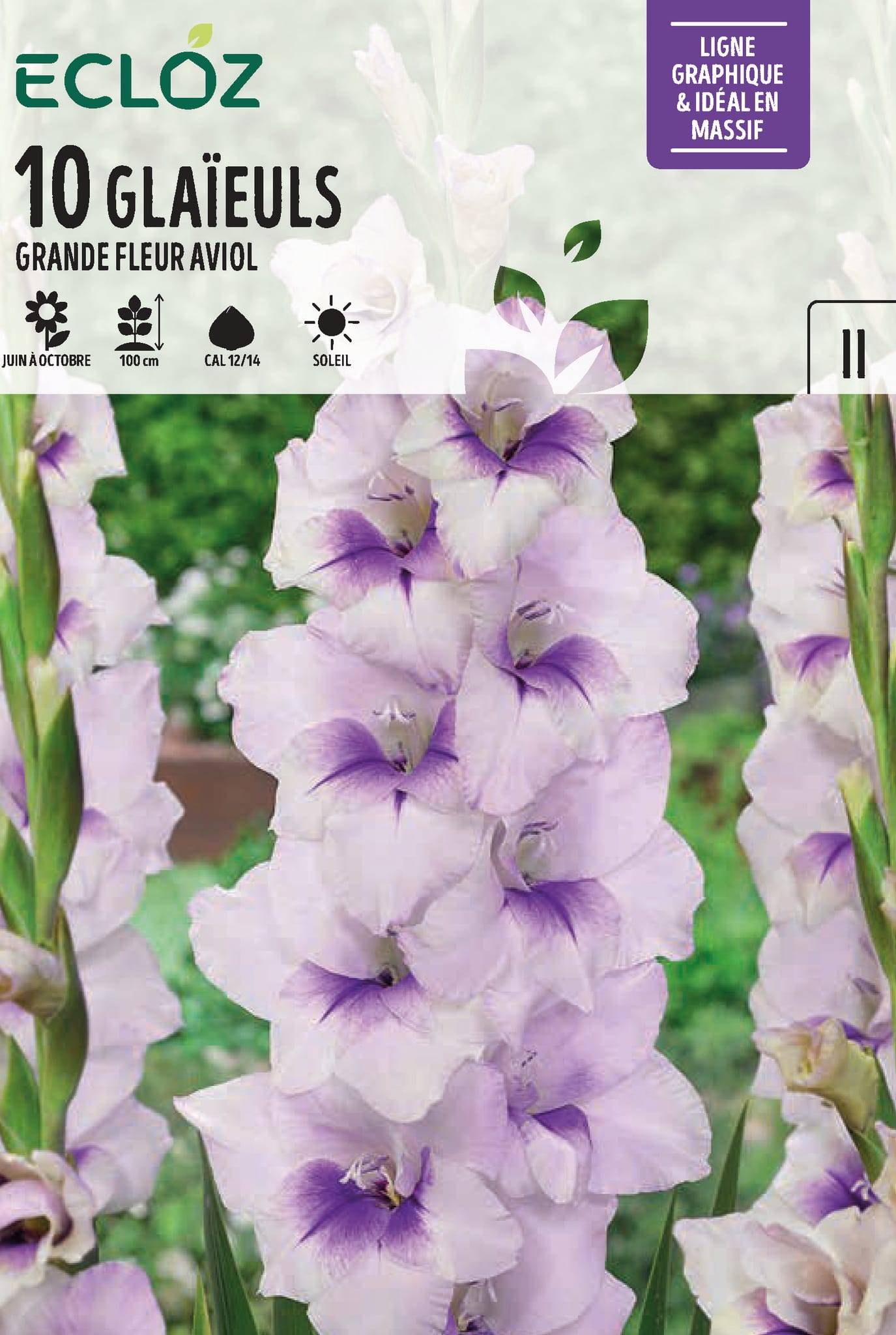 Glaïeul grande fleur Aviol x10 cal 12/14 – ECLOZ - Gamm vert
