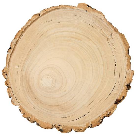 Ecloz - Plat rondin de bois - ECLOZ - Image 2