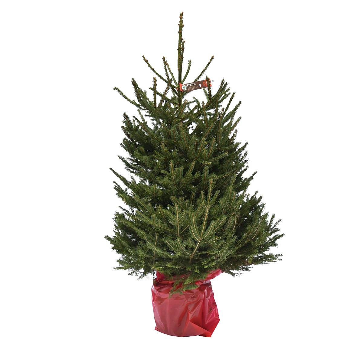 Naudet Sapin - Sapin de Noël Nordmann 80/100cm + croisillon