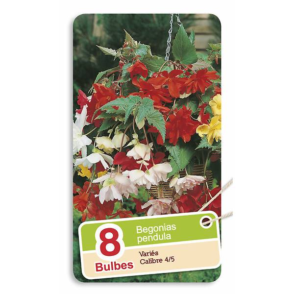 Bulbes de begonia pendula 4/5 x8 - ETO