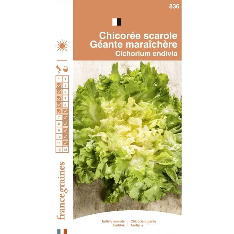 France Graines - Chicorée scarole maraichère serie 1 sachet graines 2 g - France Graines - Image 1
