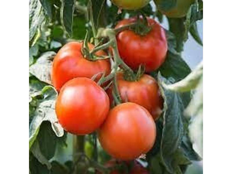 France Graines - Tomate Saint Pierre serie 1 sachet graines 1 g - France Graines - Image 1