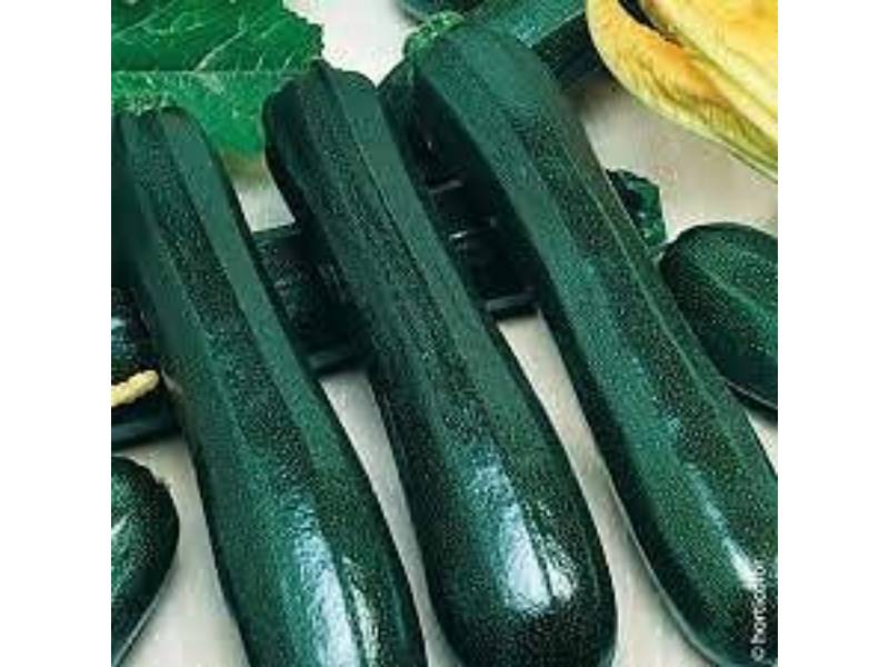 France Graines - Courgette maraichère serie 1 sachet graines 3 g - France Graines - Image 2