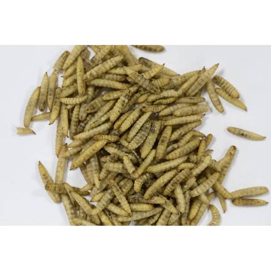 Insectes séchés 250 g pour oiseaux - ZOLUX - Image 2