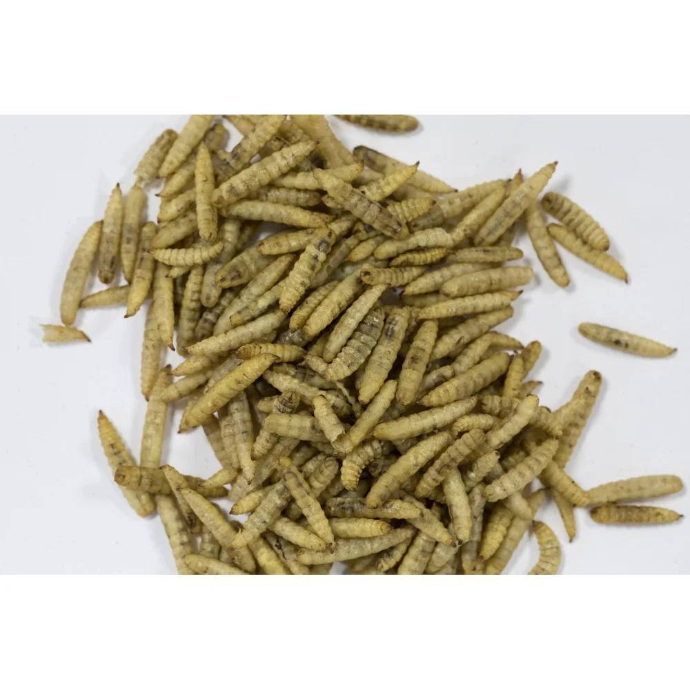 Insectes séchés 250 g pour oiseaux - ZOLUX - Image 2