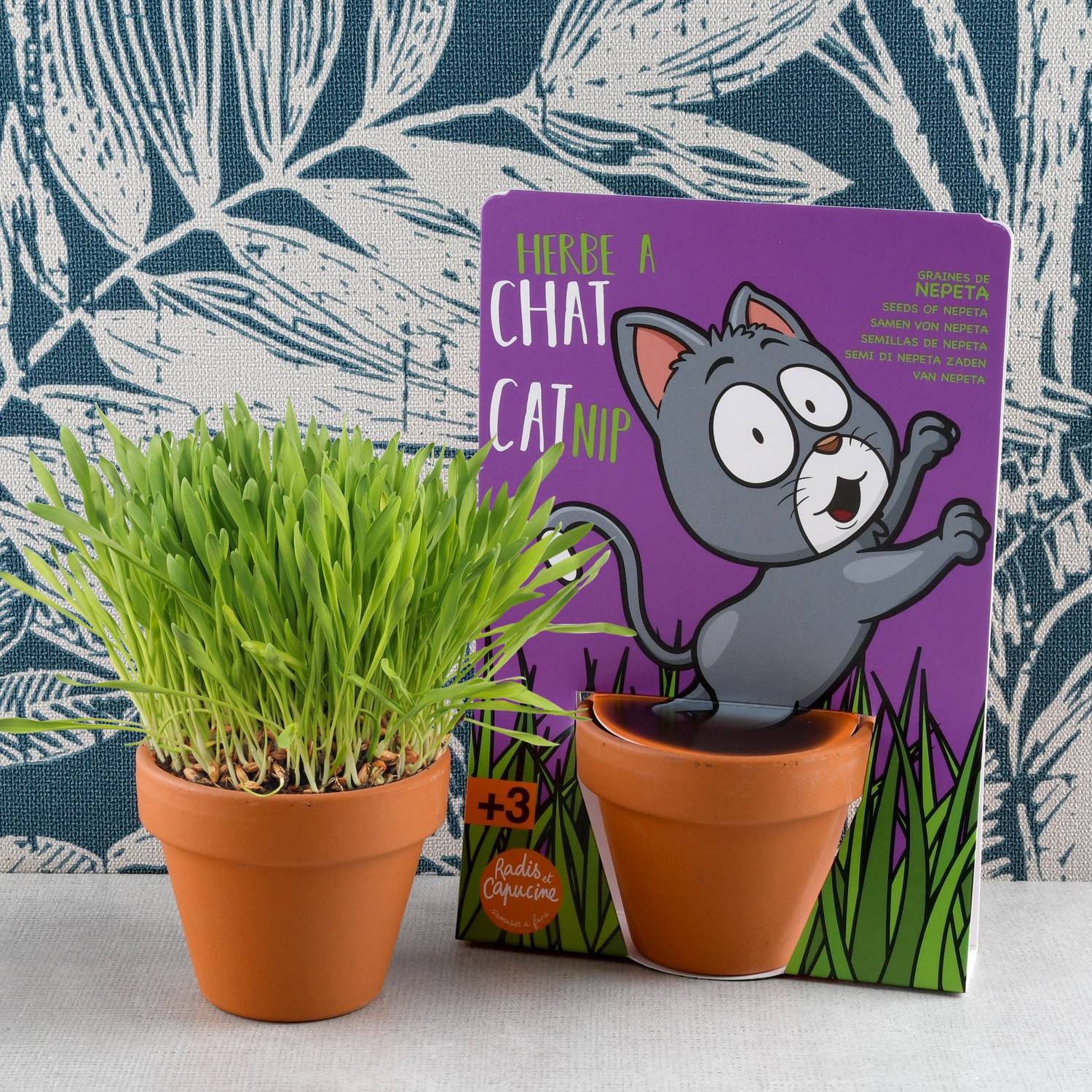 Radis et Capucine - Kit de jardinage herbe à chat carte avec pot - Radis et capucine - Image 7
