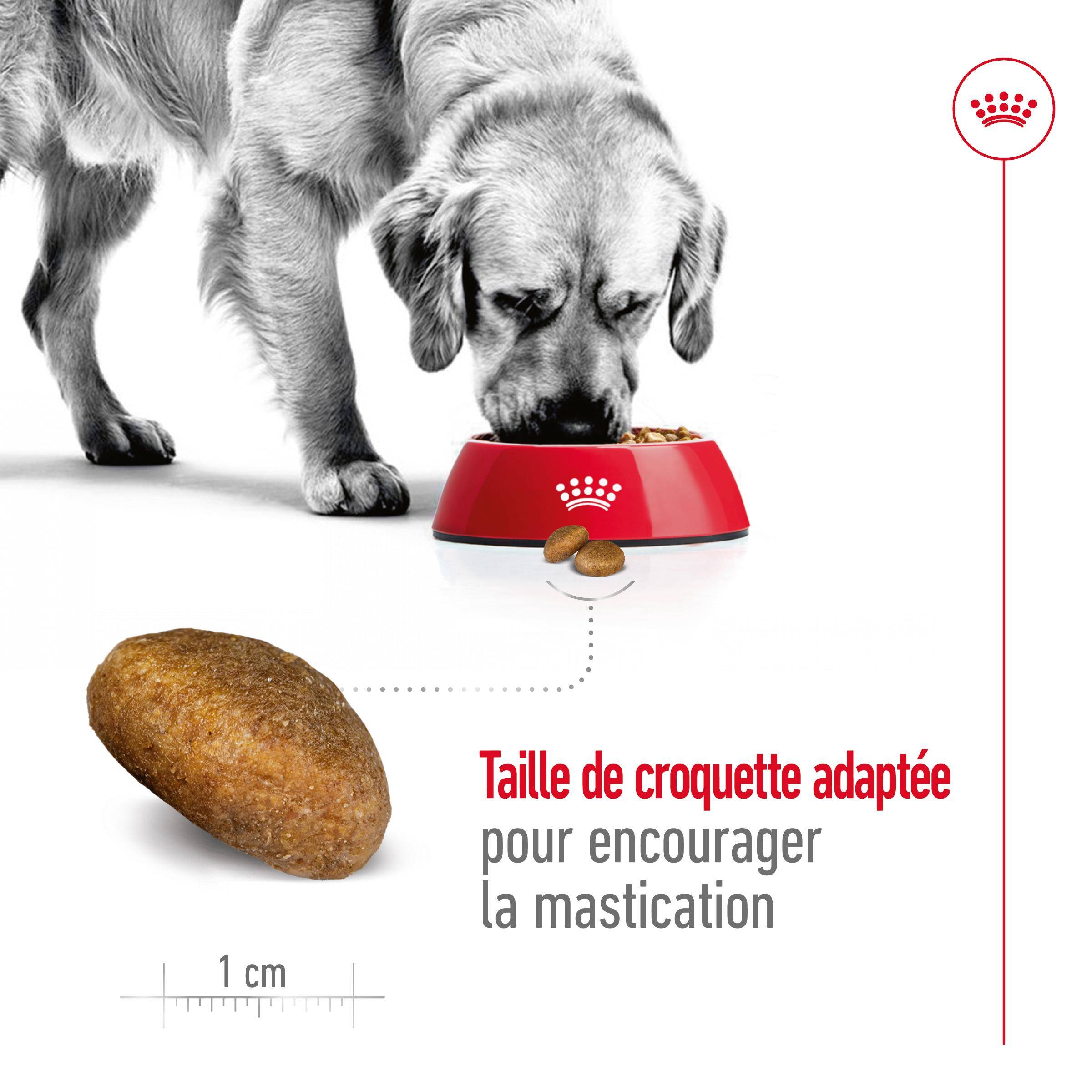 Royal Canin - Croquettes "Maxi Adult" - Royal Canin® - Image 11
