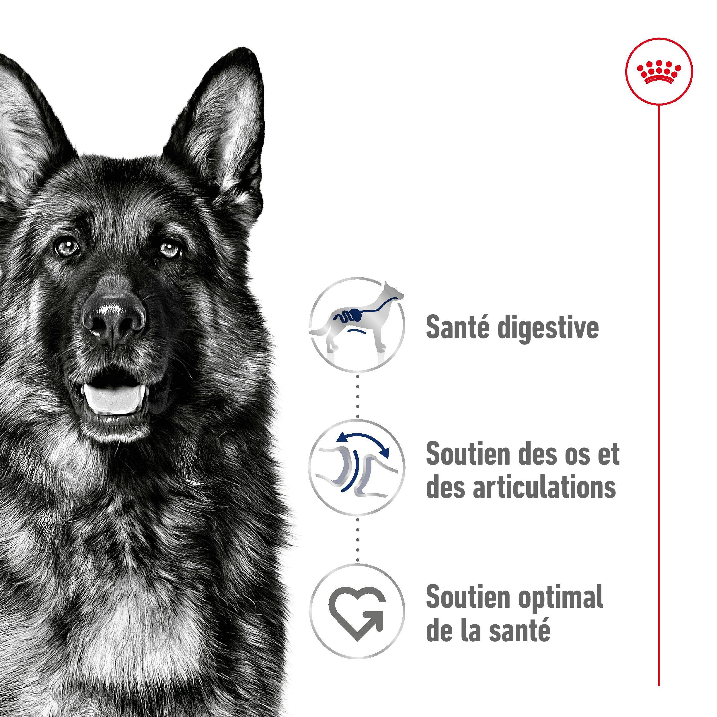 Royal Canin - Croquettes "Maxi Adult" - Royal Canin® - Image 5