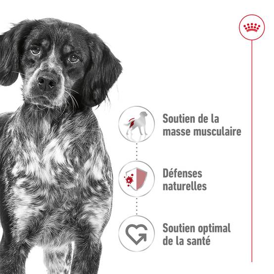 Royal Canin - Croquettes Medium Adult - Royal Canin® - Image 10