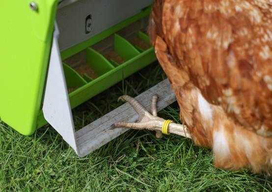 Kerbl - Nourrisseur automatique pour poule et volailles de la basse-cour SmartCoop 7,5 kg - Kerbl - Image 2