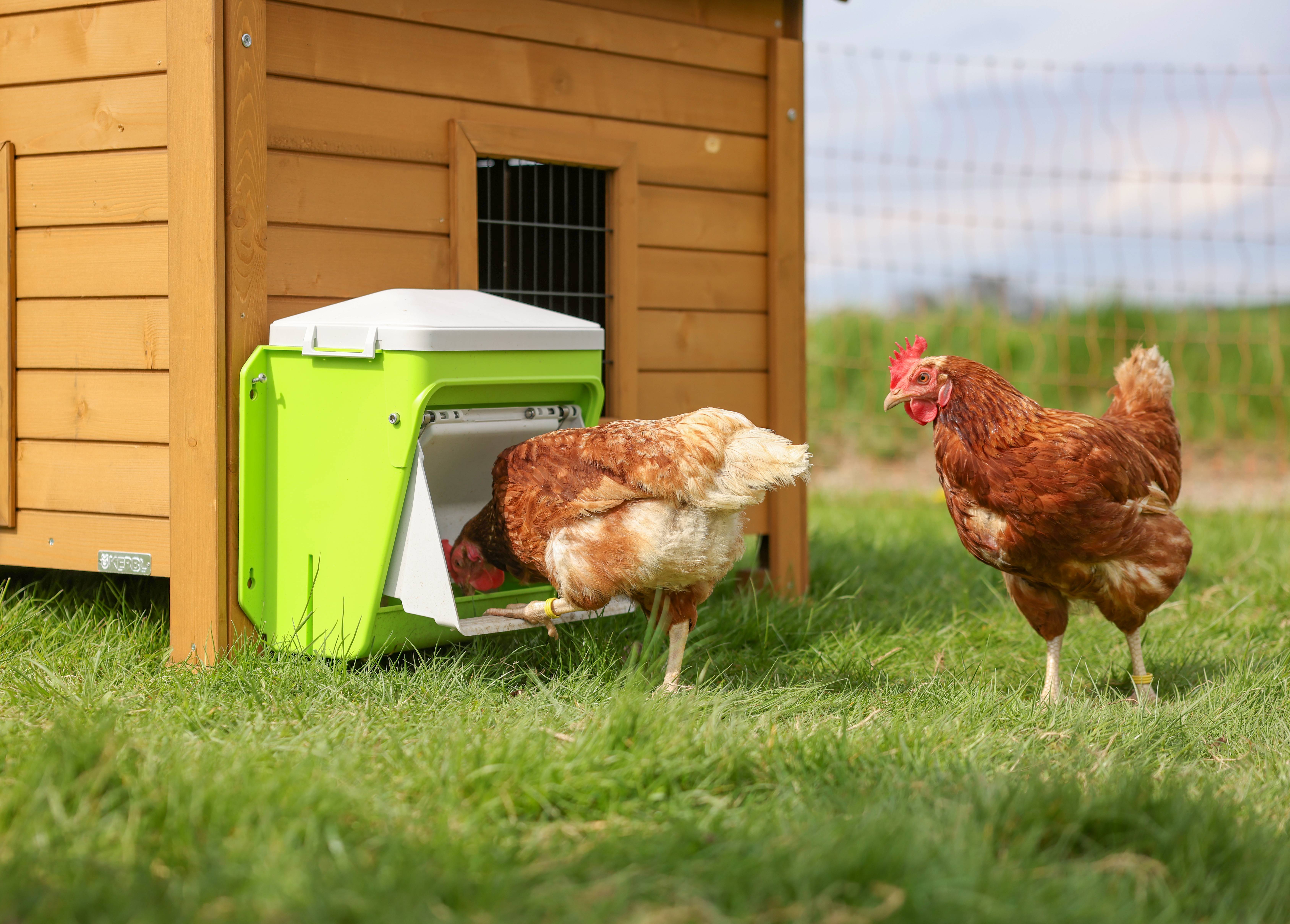 Kerbl - Nourrisseur automatique pour poule et volailles de la basse-cour SmartCoop 7,5 kg - Kerbl - Image 3