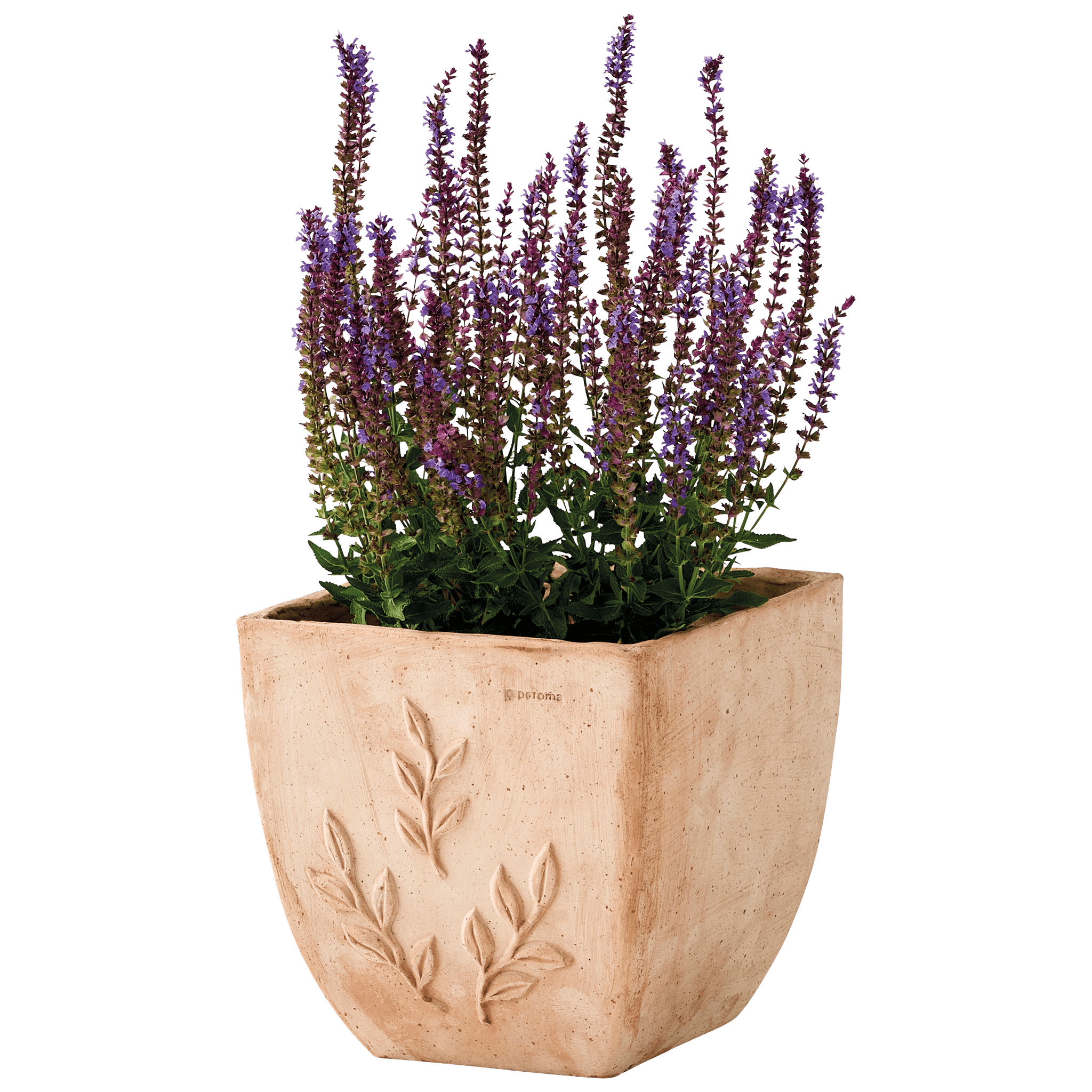 Ecloz - Pot "Amano" carré en terre cuite Galestro Ø 28 cm - ECLOZ - Image 2