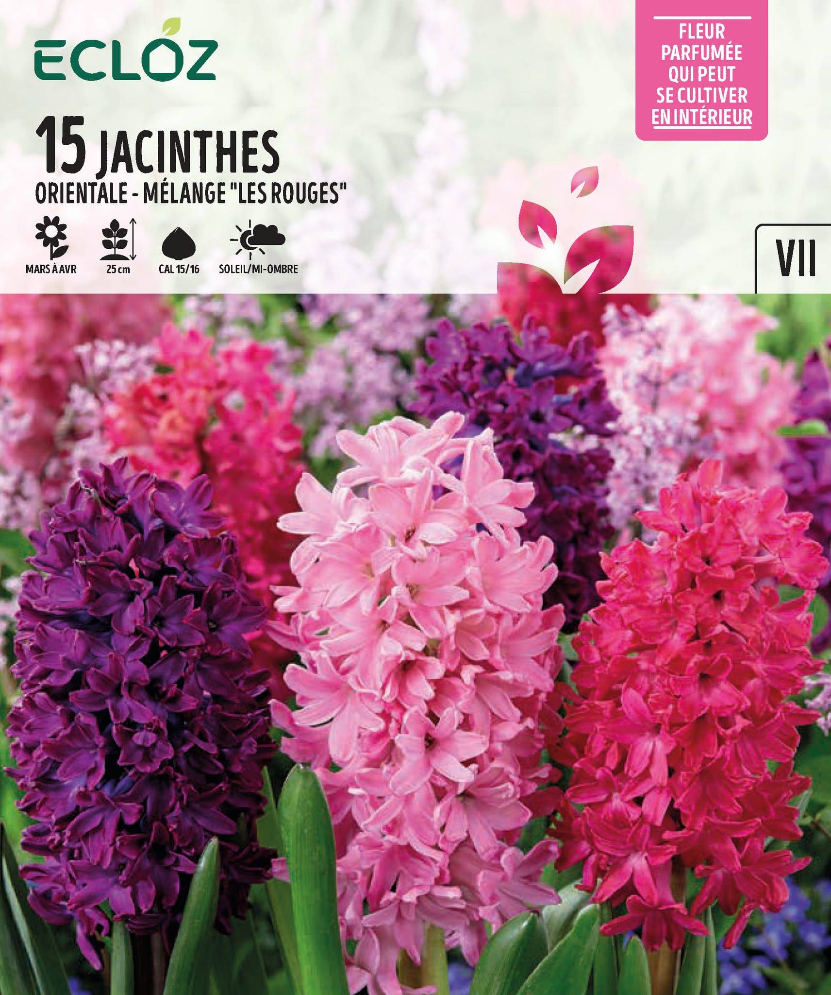 Ecloz - Jacinthe Bulbes Mélangés Rouges Calibre 15/16 X15 – ECLOZ