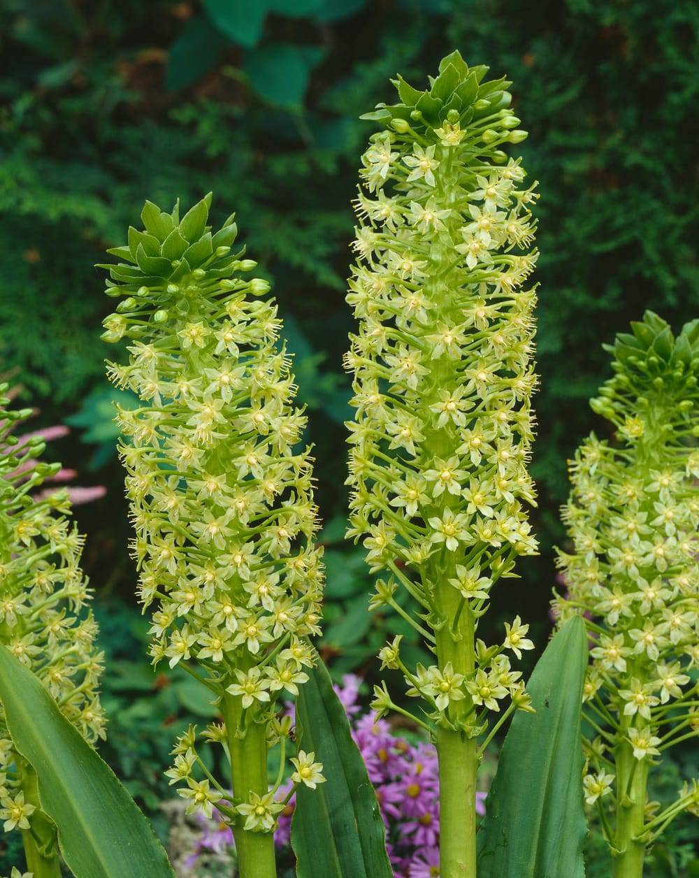 Eucomis pole-evansii - Lys ananas