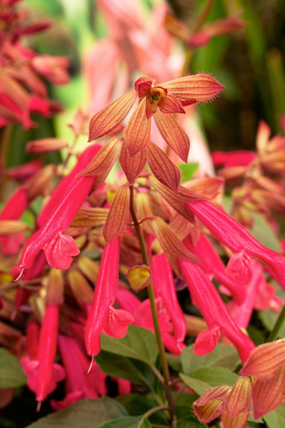 Salvia x 'Wendy's Wish' - Sauge