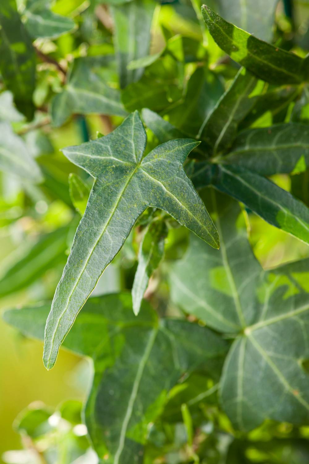 Hedera helix 'Sagittifolia' - Lierre