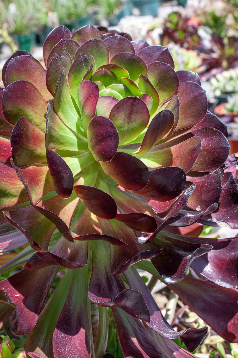 Aeonium arboreum 'Atropurpureum'