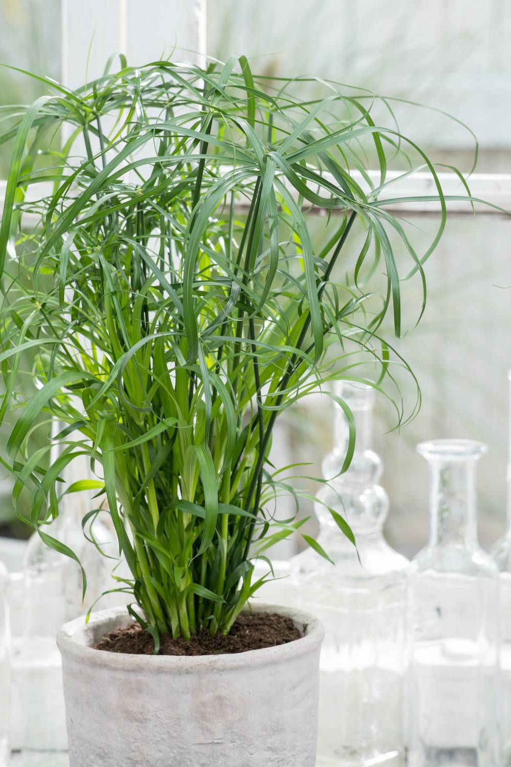 Cyperus papyrus - Cyperus, Papyrus