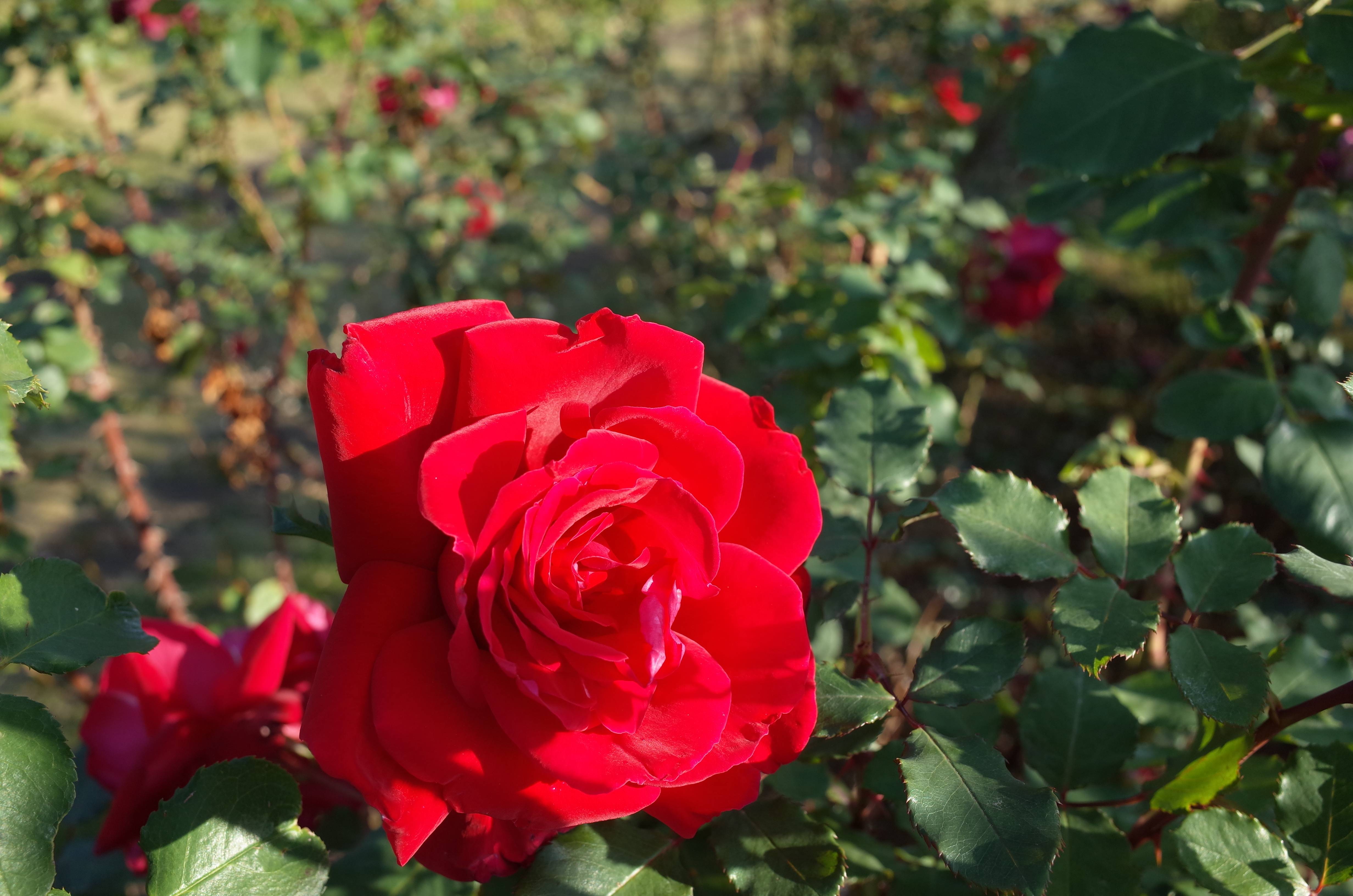 Rosier 'Victor Hugo'®
